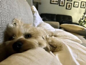 Dog on sofa