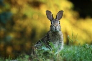Rabbit regain your bearings
