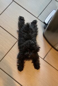black dog lying on the floor