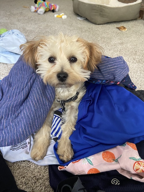 dog under blankets
