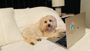 dog in front of a laptop