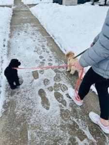 two dogs being walked