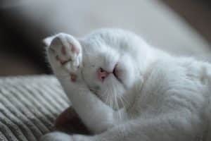 A white cat resting with a paw over its eyes