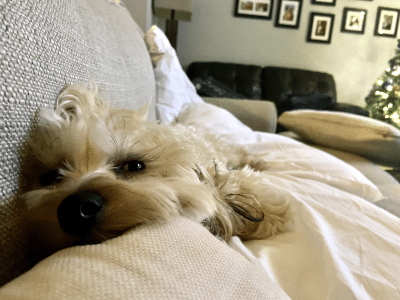 Small dog lying out on a sofa