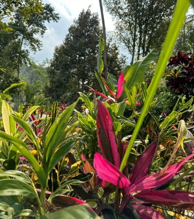 Image of lush tropical vegetation with trees in the background