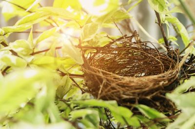 Photo of an empty bird's nest perched in the branches of a tree