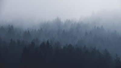 Photo of forest treetops in thick fog