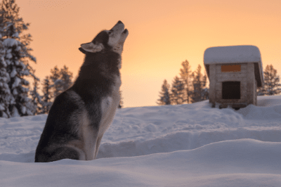 Photograph of a husky-like dog in howling pose whilst sat upon the snow with a sunrise sky beyond.