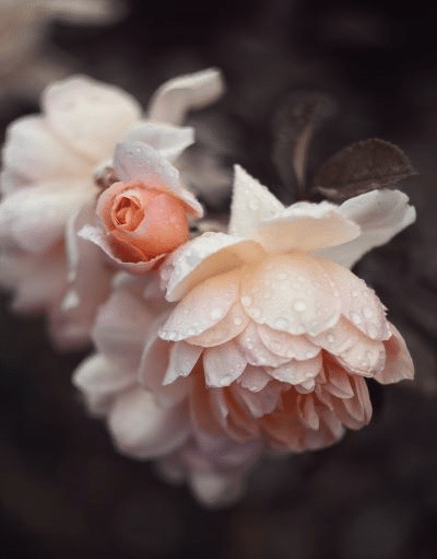 Close up photograph of blooming peach coloured roses